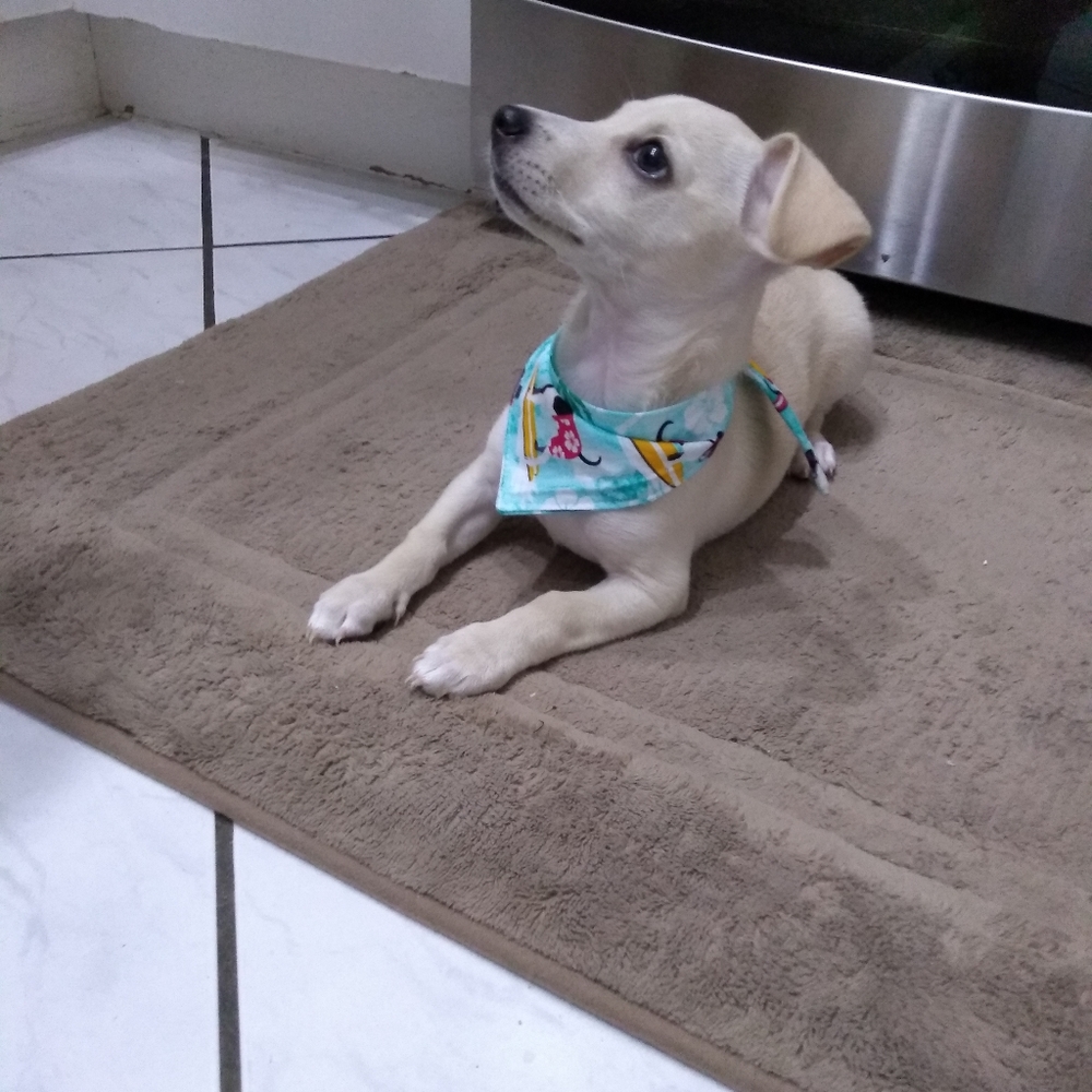 NWOT Bandana dog new size large doublesided